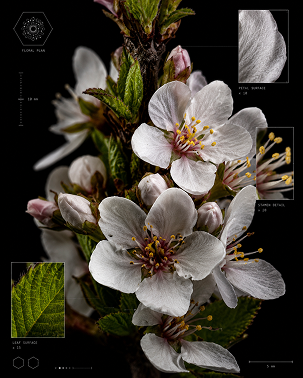 Wake Up exhibition poster with white blossoms.